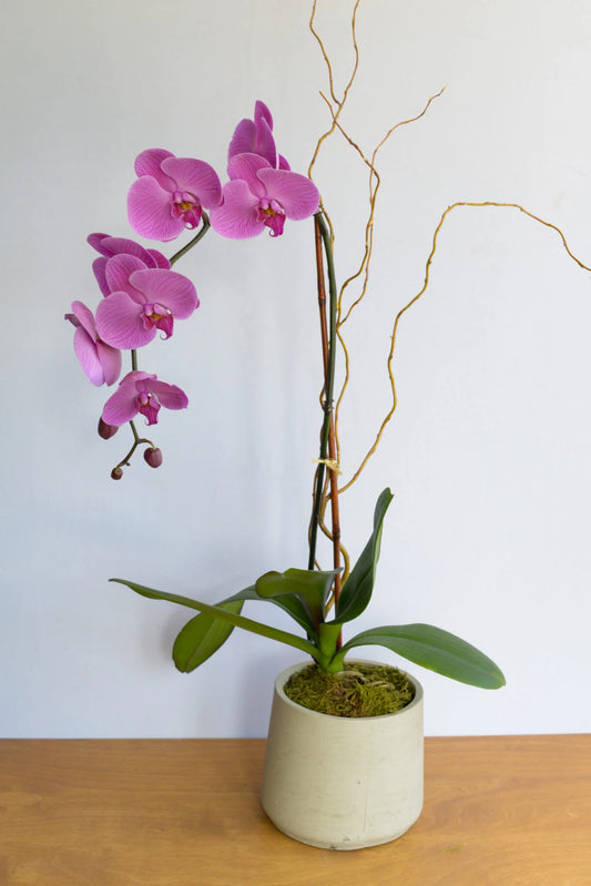 Orchid